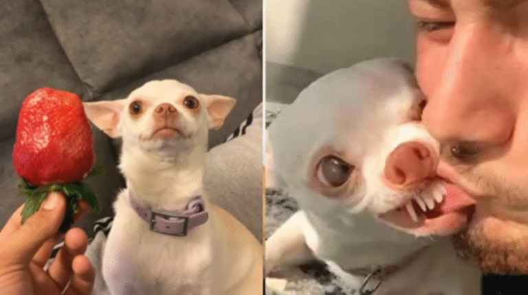 Popular TikToker Ivany Allegedly Seen in Disturbing Dog Video