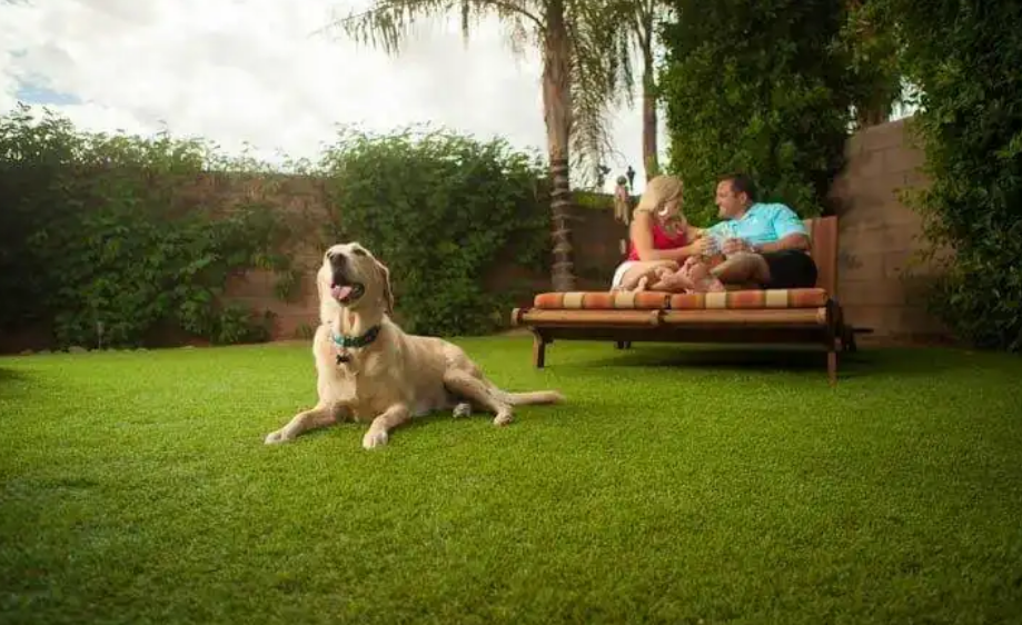 Synthetic Grass for Pets: A Clean and Durable Lawn Option