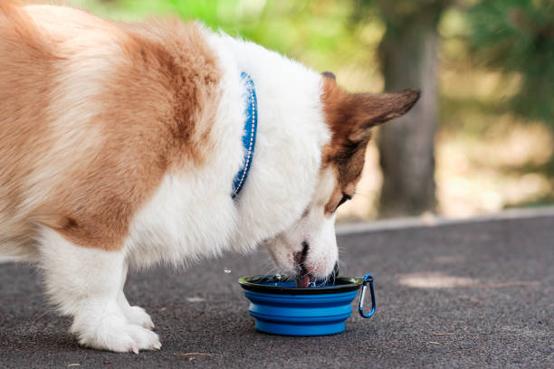 Lightweight and Durable Portable Dog Bowls for Every Trip